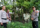 Sambut-Idul-Adha,-Kapolres-Sumba-Timur-Serahkan-1-Ekor-Sapi-kepada-Panitia