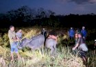 Sempat-Hilang-Dicuri,-Tujuh-Ekor-Kerbau-Berhasil-Diamankan-Polsek-Lewa-Bersama-Warga