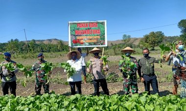 Launcing-Kampung-Hebat-Happa-Lambanapu-Ditandai-Dengan-Panen-Hasil-Kebun