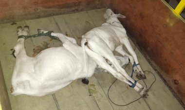 Empat-Pelaku-Curnak-Sapi-Diamankan-Tim-Gabungan-Polres-Sumba-Timur