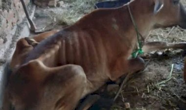 Kenali-Dan-Cegah-Penyakit-Mulut-Dan-Kuku-Pada-Hewan-Ternak