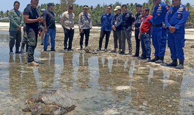 Termasuk-Satwa-Lindung,-Penyu-Sisik-Hijau-Dilepas-Liarkan-Ke-Alam-Di-Pantai-Walakiri