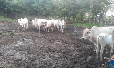 Respon-Cepat-Polres-Sumba-Timur-Temukan-27-Ekor-Sapi-Yang-Dilaporkan-Hilang