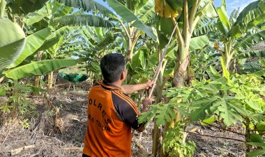 Dari-Lahan-Tidur-Menjadi-Kebun-Produktif:-Inisiatif-Aipda-Jibrael-Menuai-Apresiasi