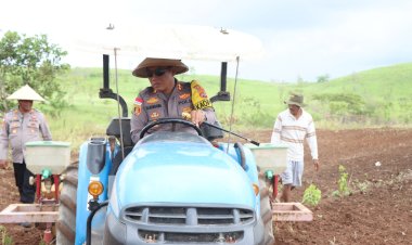 Tinjau-Lahan-Pertanian,-Kapolres-Sumba-Timur-Lakukan-Tanam-Jagung-Dukung-Ketahanan-Pangan-Nasional