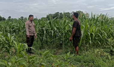 Dukung-Program-Asta-Cita-Presiden,-Bhabinkamtibmas-Kelurahan-Malumbi-Tinjau-Lahan-Jagung-Warga