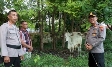 Sambut-Idul-Adha,-Kapolres-Sumba-Timur-Serahkan-1-Ekor-Sapi-kepada-Panitia