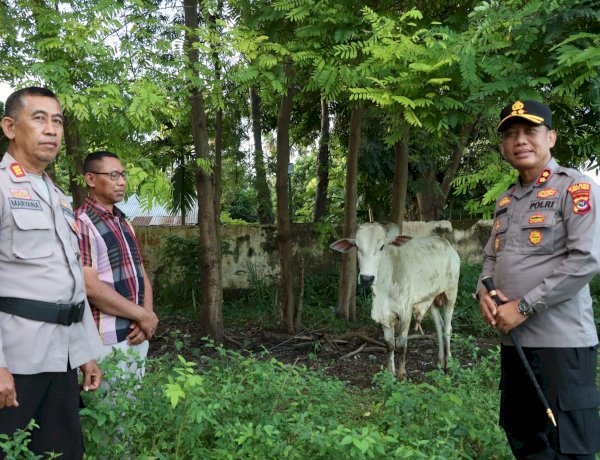 Sambut Idul Adha, Kapolres Sumba Timur Serahkan 1 Ekor Sapi kepada Panitia