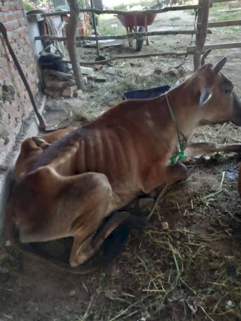 Kenali Dan Cegah Penyakit Mulut Dan Kuku Pada Hewan Ternak