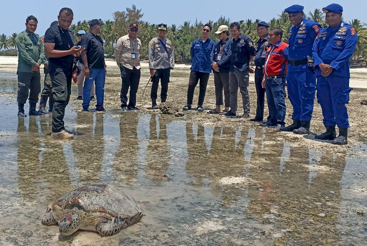 Termasuk Satwa Lindung, Penyu Sisik Hijau Dilepas Liarkan Ke Alam Di Pantai Walakiri