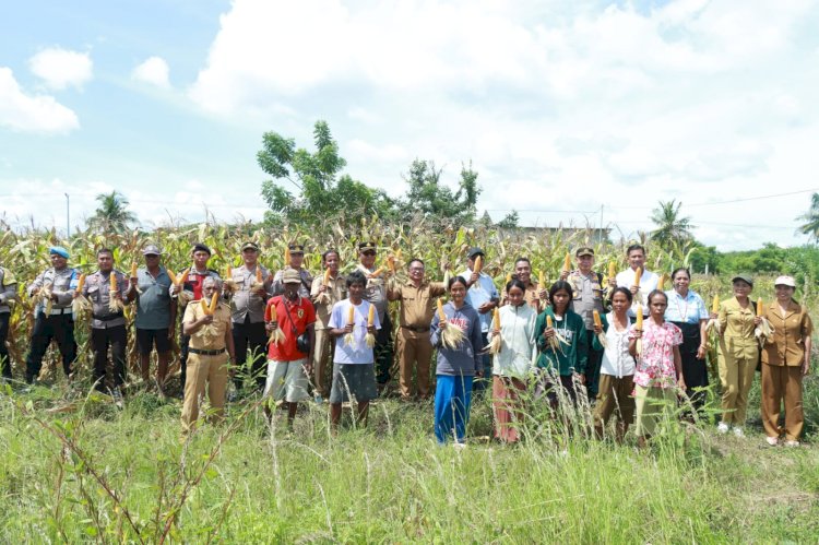 Dukung Swasembada Pangan, Polres Sumba Timur Gelar Panen Raya Jagung Bersama Kelompok Tani Luri Mandang
