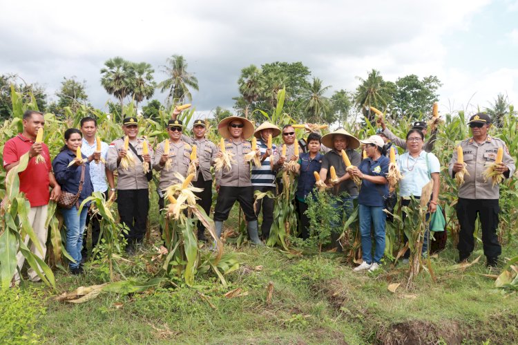 Kapolres Sumba Timur Pimpin Panen Raya Jagung, Dorong Pemanfaatan Lahan Tidur untuk Ketahanan Pangan
