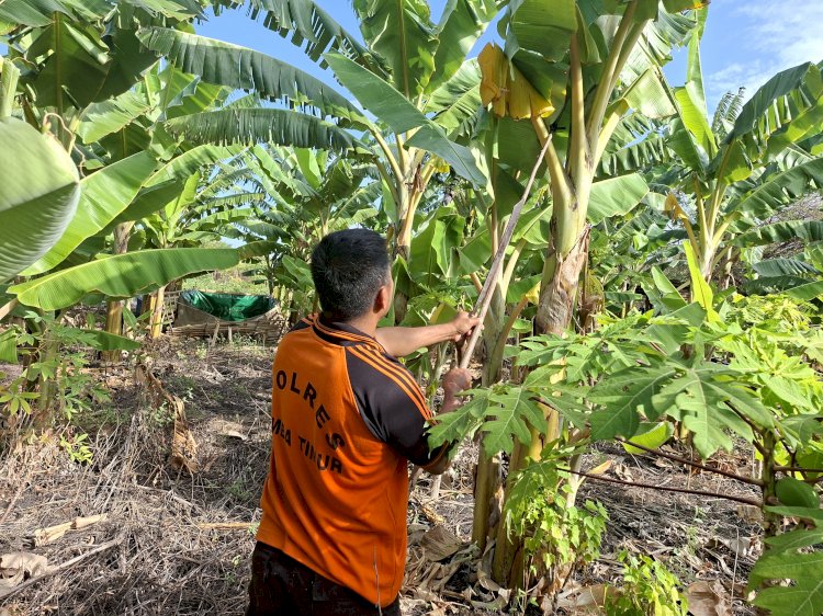 Dari Lahan Tidur Menjadi Kebun Produktif: Inisiatif Aipda Jibrael Menuai Apresiasi