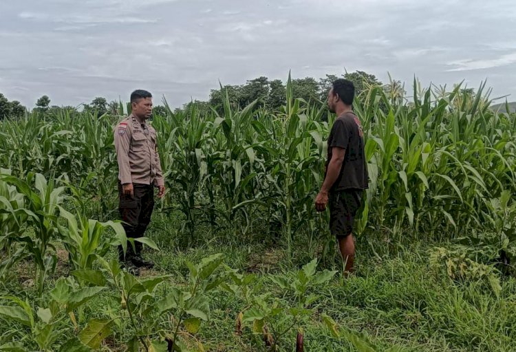 Dukung Program Asta Cita Presiden, Bhabinkamtibmas Kelurahan Malumbi Tinjau Lahan Jagung Warga