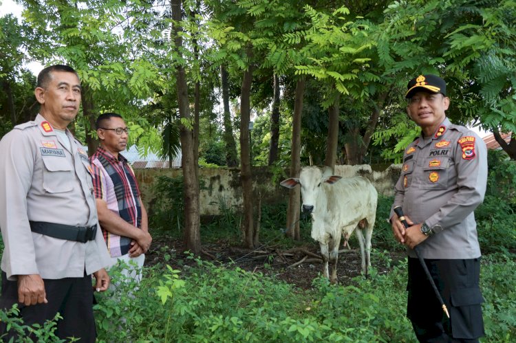 Sambut Idul Adha, Kapolres Sumba Timur Serahkan 1 Ekor Sapi kepada Panitia