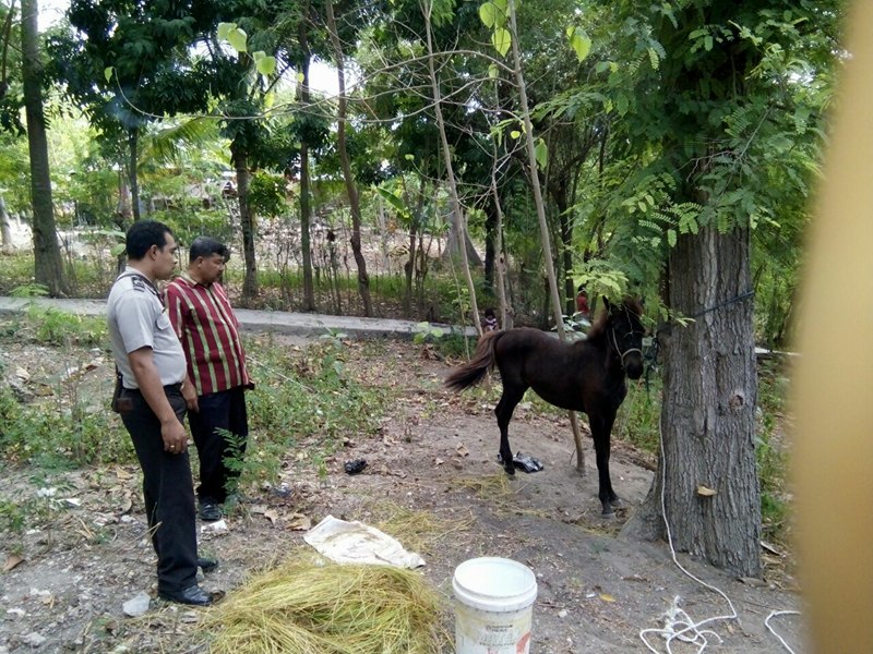 Cegah Penyelundupan Hewan Curian, Bhabinkamtibmas Kambajawa Ajak Warga Urus Kelengkapan Hewan