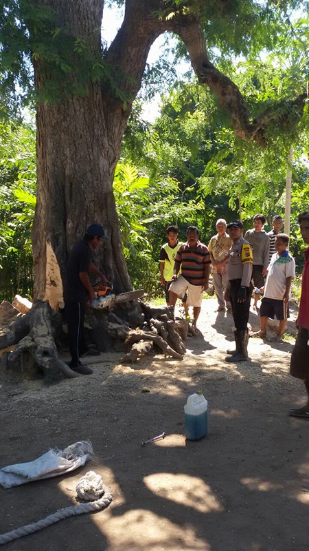 Antisipasi Bencana Musim Kemarau, Bhabinkamtibmas Mauliru Sumba Timur Bersama Warga Bergotong Royong Tebang Pohon Mati