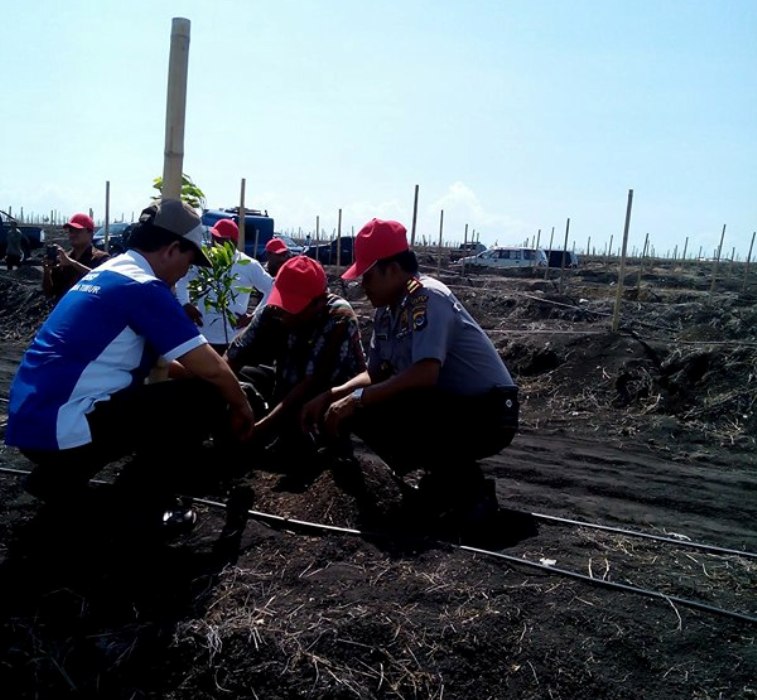 Kapolsek Pandawai Hadiri Penanaman Perdana Anakan Cengkeh Dilokasi Perkebunan PT SAS Laipori