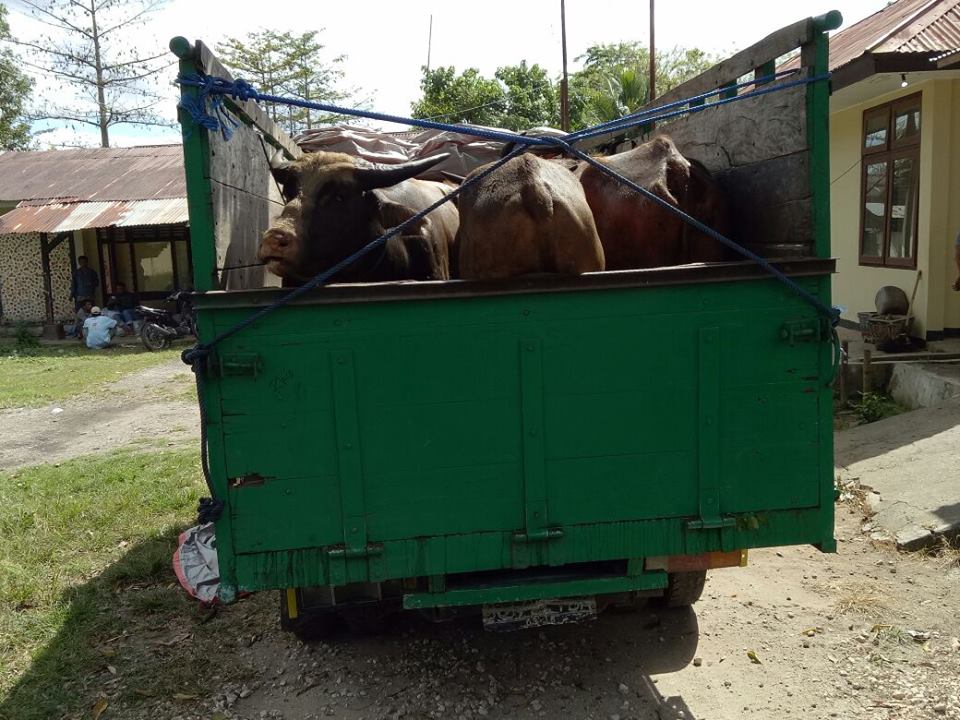 Lagi, Polres Sumba Timur Berhasil Ungkap Kasus Pencurian Hewan