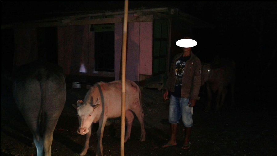 Bhabinkamtibmas Desa Patamawai Ungkap Kasus Pencurian Kerbau