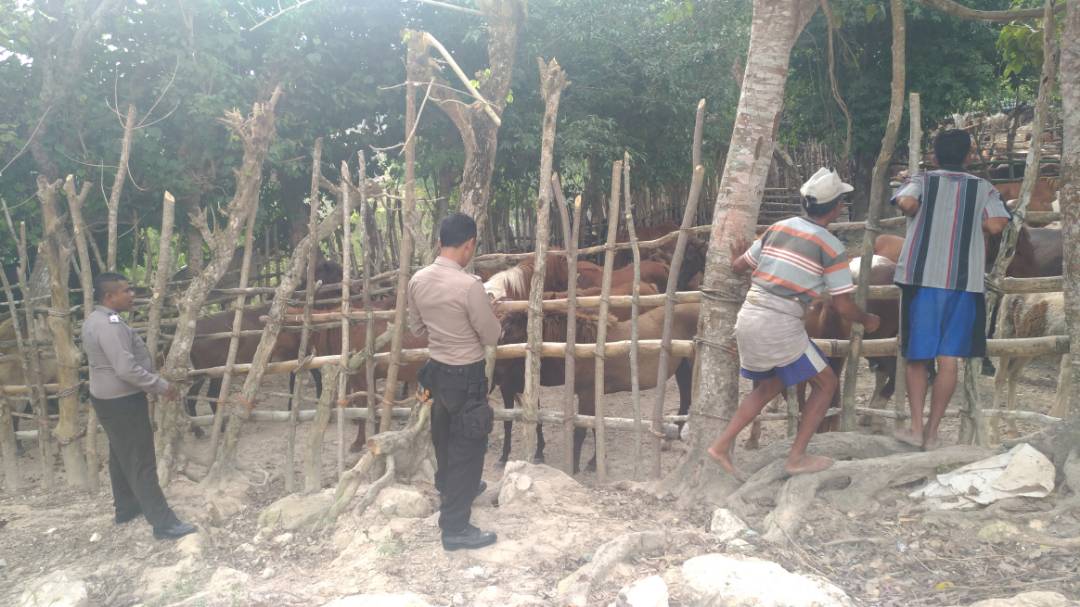 Ikut vaknisasi dan pendataan hewan ternak, Bhabinkamtibmas Pambotanjara ingatkan masyarakat untuk tidak menyalahgunakan KKMT hewan