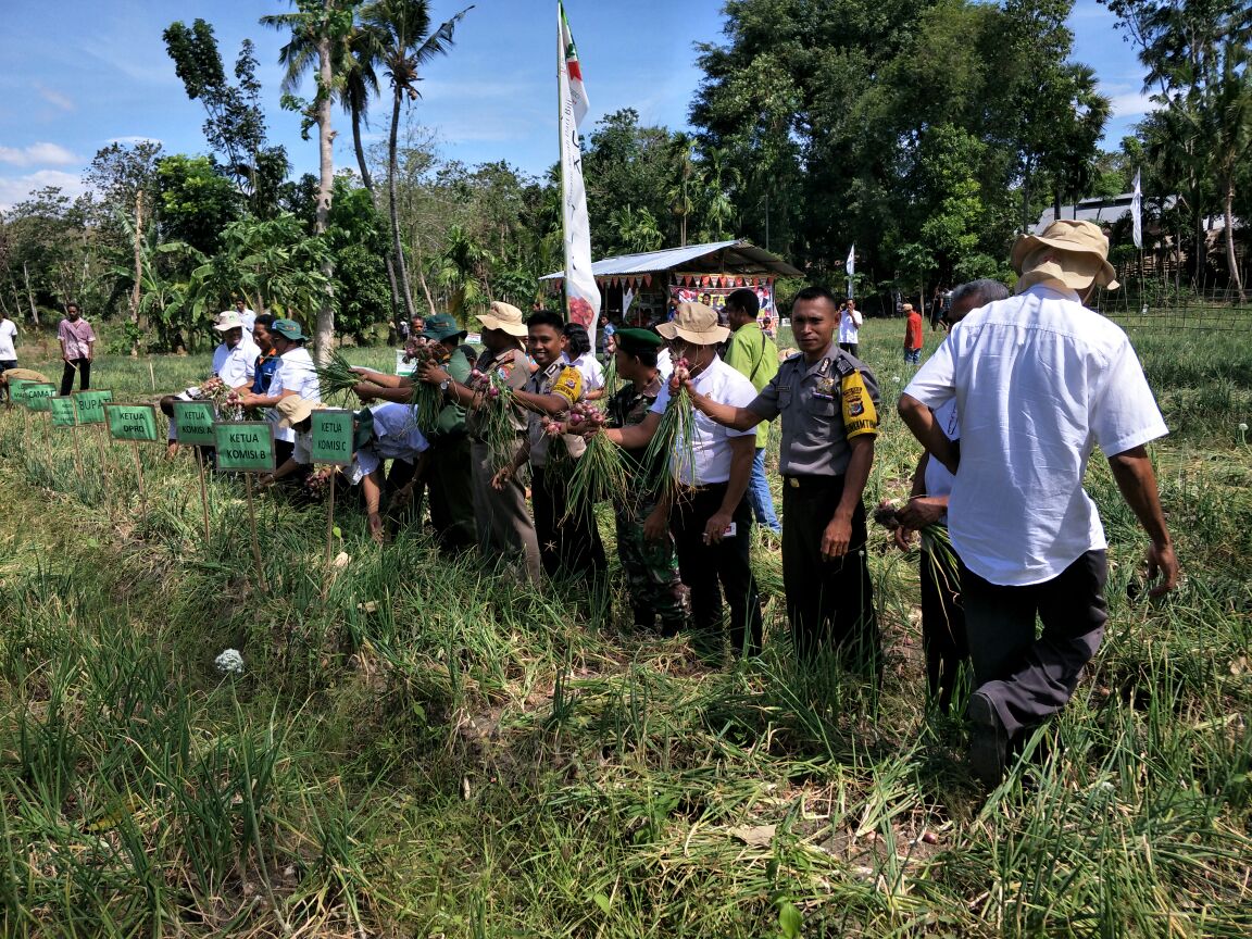 Bhabinkamtibmas Malumbi dan Lambanapu hadiri panen perdana Bawang Merah kelompok tani Pahamu Nduma Luri