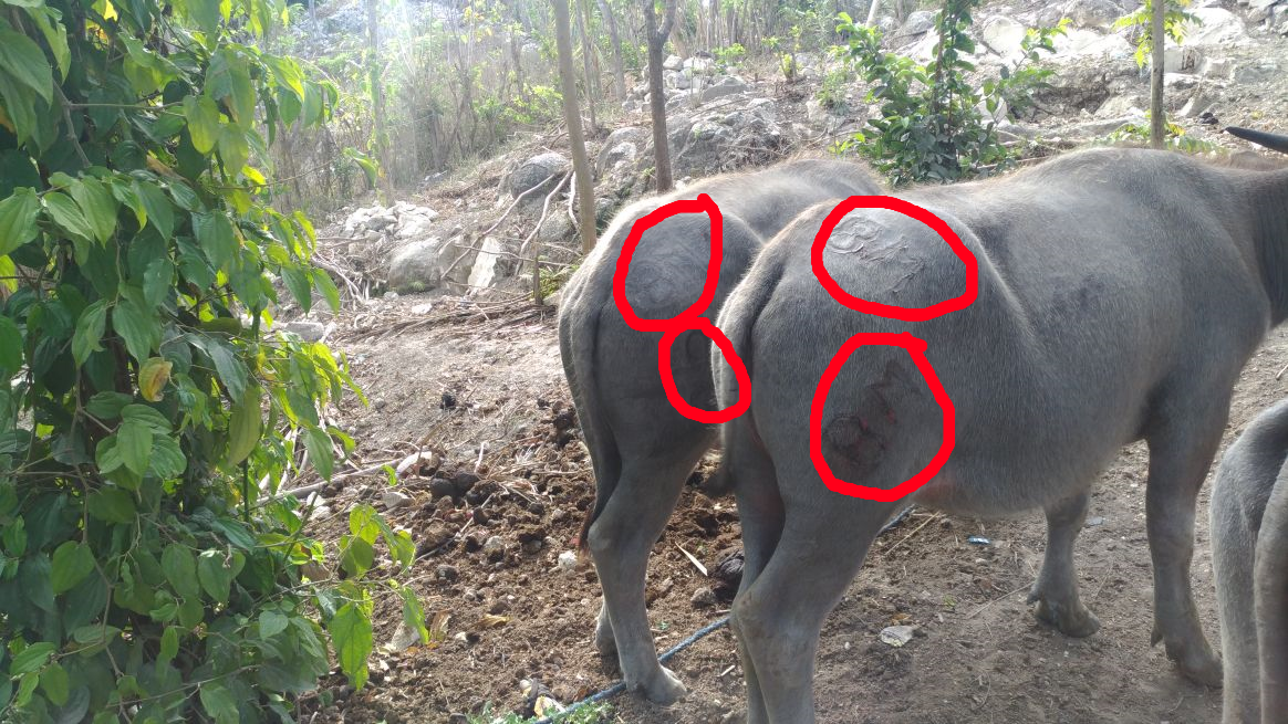 Ada 7 ekor hewan kerbau curian yang ditemukan Bhabinkamtibmas desa Pambotanjara bersama masyarakat