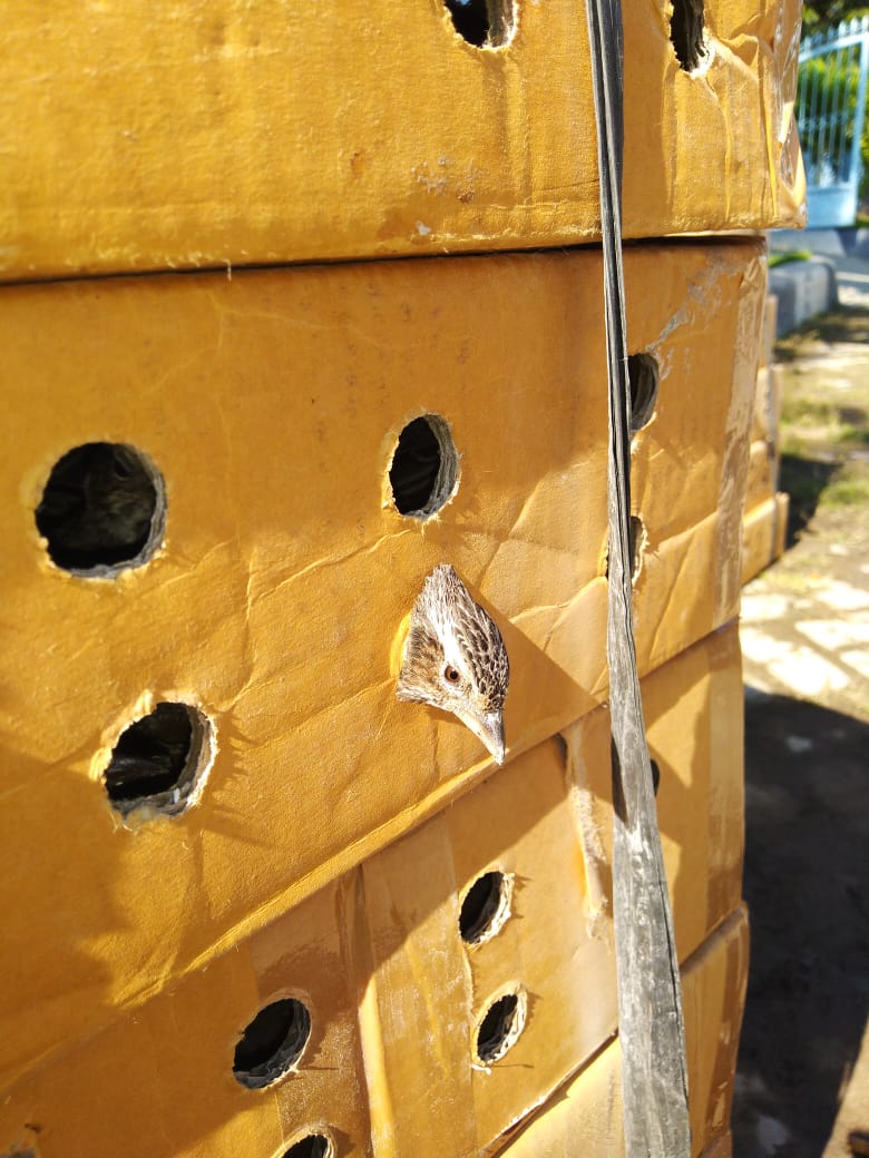 Pelaku TSL Diamankan, Petugas Sita Ratusan Burung Dari Tangan Pelaku