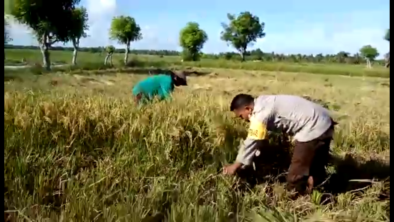 Bantu Warga Panen Padi, Brigpol Andri : Tugas Polisi Melayani Masyarakat