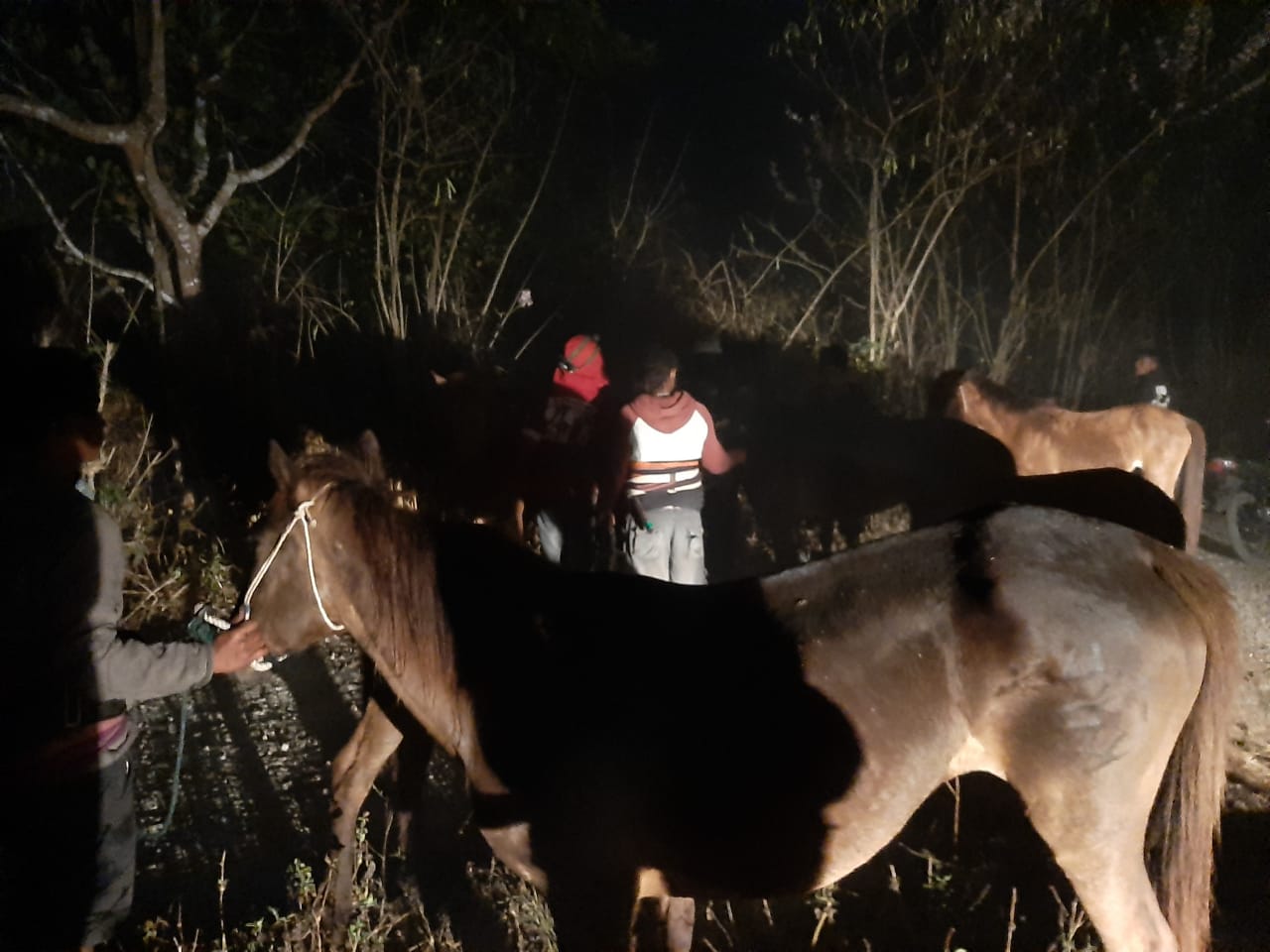 Kejar Pelaku Curas di Tangga Madita, Polsek Lewa Temukan Belasan Ekor Hewan di Tempat Berbeda